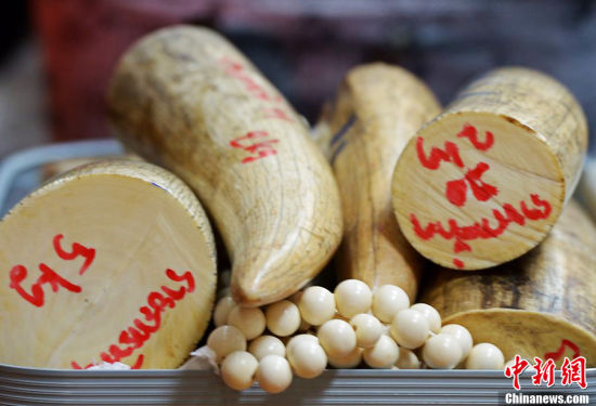 泰国海关缴获100公斤走私象牙