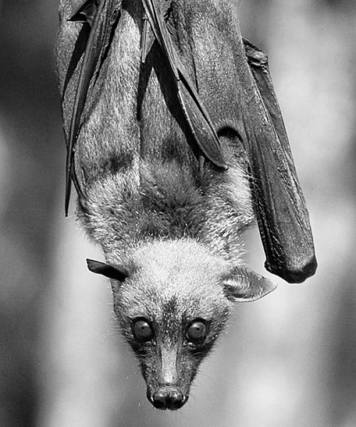 哺乳动物或携带32万种未知病毒