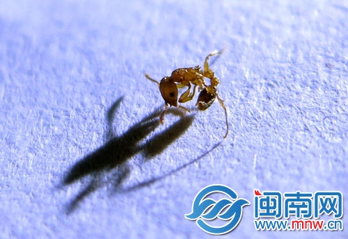 红黑人口网_人口普查