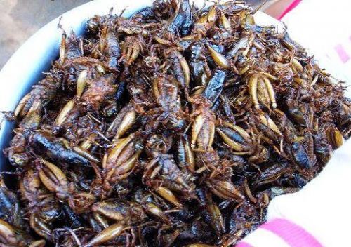 奇葩菜谱算什么 蜈蚣蟋蟀蝙蝠等重口味菜谱看