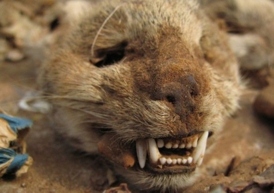 非洲巫师的恐怖祭品 绑架儿童取生殖器祭祀[图