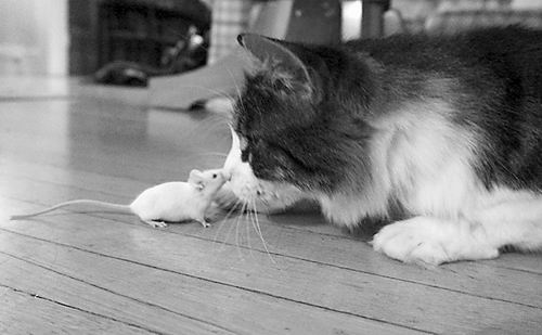 老鼠怕猫也许将成历史