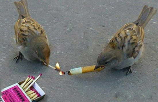 zcdAhæۤv