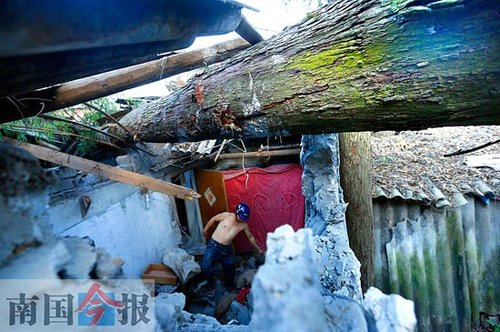 白蚁桉树图片:广西20米高桉树遭白蚁吃空倒下砸中5民房