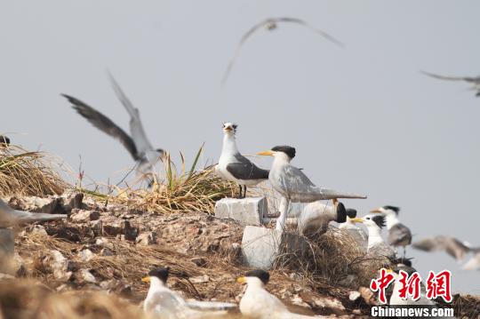 浙江首創引導良禽“擇木”瀕危“神話之鳥”成功繁殖