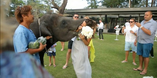 泰国小象淘气闯婚礼 强吻新娘令人捧腹(组图)