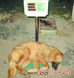 男子毒针偷狗被围欲喷毒气"突围" 警方:食狗肉查来源