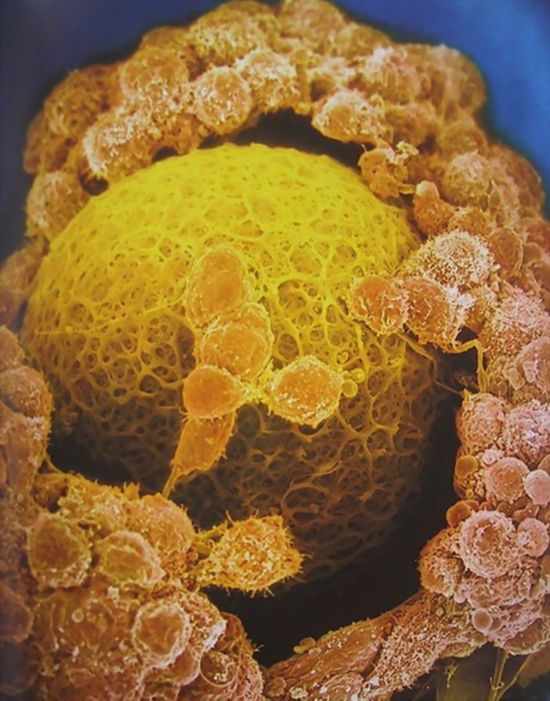 揭秘人类性爱全过程(组图)