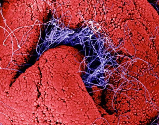 揭秘人类性爱全过程(组图)