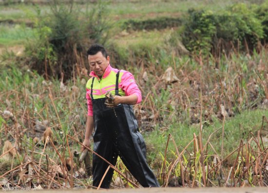 爸爸去哪儿》囧爸下地挖藕 林志颖似马里奥[图