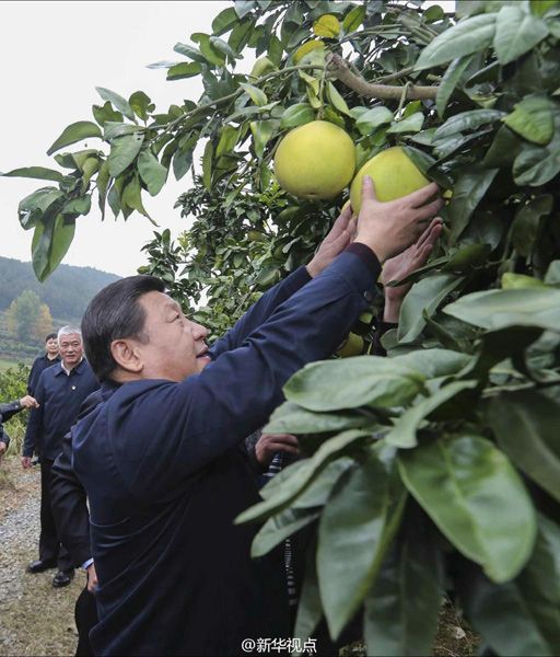 习近平赴湘西调研扶贫攻坚(图)