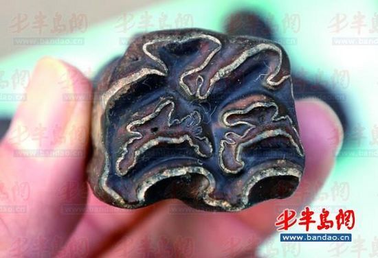 大型食草动物的牙齿化石,其花纹为磨痕