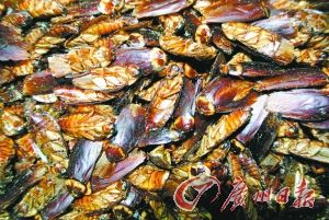 已經(jīng)被晾曬好的蟑螂干。