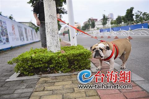 漳州芗城医院去年接诊犬伤患者3589例 让小孩