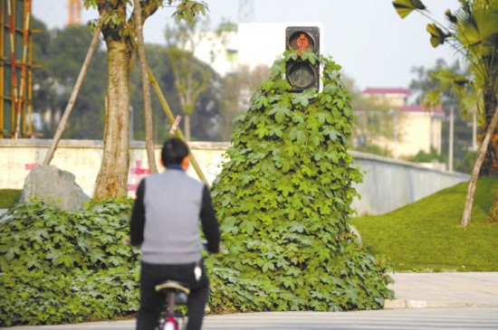 成都现植物红绿灯身披绿衣 光杆屌丝 批绿衣