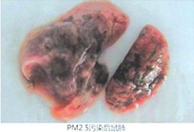 5需经呼吸道吸入肺部,直接用滴注的方式来解释雾霾的危害不具有可比性
