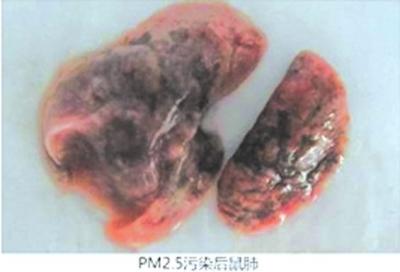 PM2.5ȾΡ