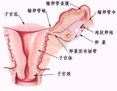 高清组图:<em>女性生殖</em>系统解剖【2】--健康卫生频