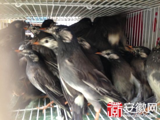 合肥裕丰花市公然出售大补野生鸟 管理部门称