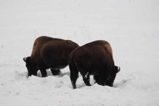 揭秘动物世界同性恋:动物也有断背山(组图)