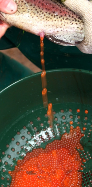 有些超美味有些太恶心!图揭外国那些超恐怖的