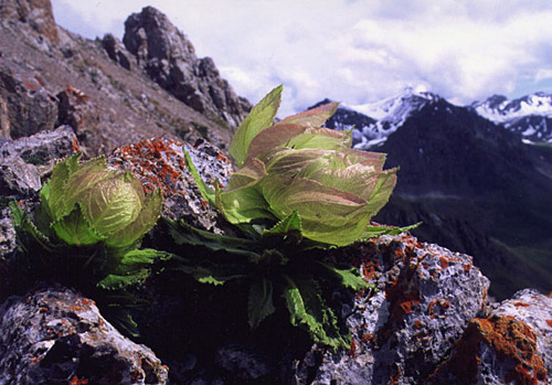 传说中的新疆<em>雪莲</em>:盛开在那雪山之上的童话(
