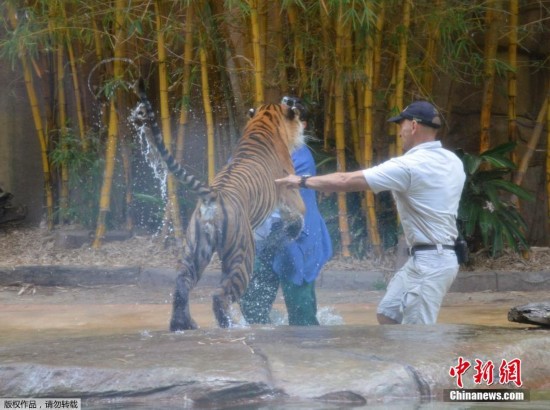 澳大利亚驯兽师遭老虎突袭 多处被咬穿身受重伤(组图)