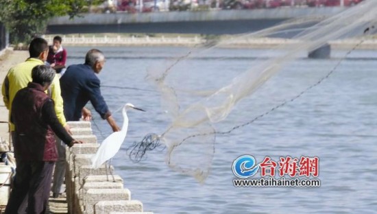 厦门:老人在?湖撒网捕鱼与白鹭抢食(组图)