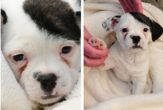 美国小狗外形酷似希特勒爆红网络(组图)- Micro Reading