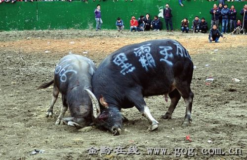 贵州:斗牛界黑霸王转会 一头牛卖了86.6万元