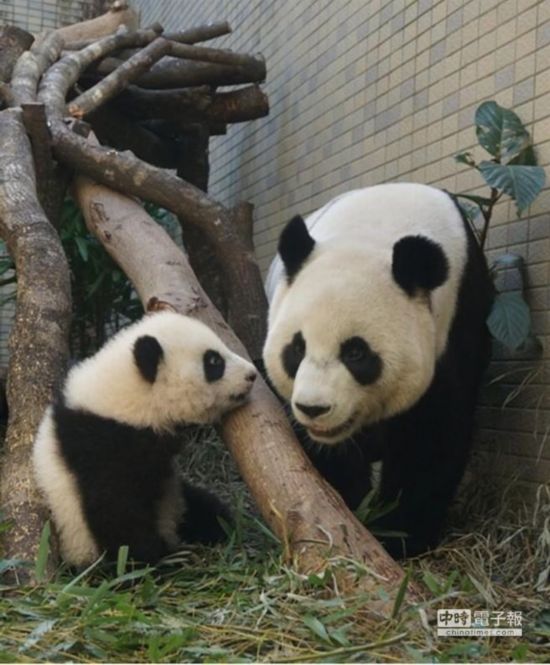 赠台大熊猫圆仔成好奇宝宝