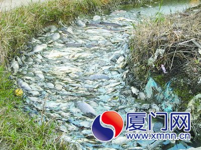 漳州九龙江支流黑得像酱油 死鱼漂满了水面