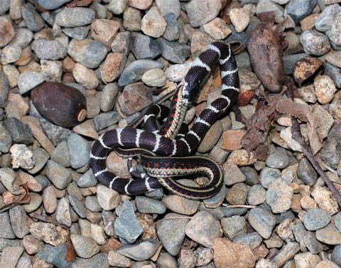 两老虎为争领地血拼场景曝光 实拍猛兽间血腥大战