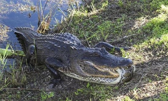 两老虎为争领地血拼场景曝光 实拍猛兽间血腥大战