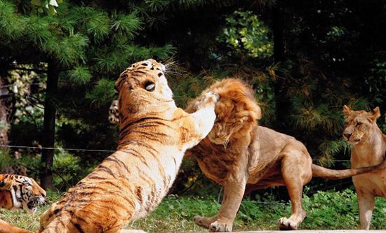 两老虎为争领地血拼场景曝光 实拍猛兽间血腥大战