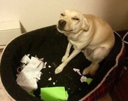 韩宠物狗撕坏主人作业被发现 无辜表情萌翻网