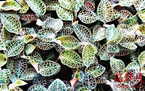 礼品采购大幅萎缩 福州高端金线莲价格被腰斩