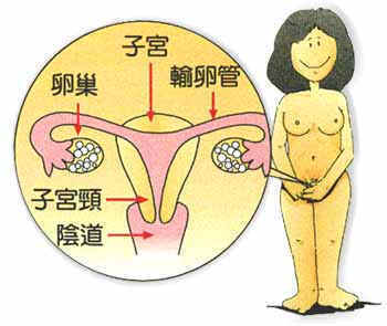 高清组图:<em>女性生殖</em>系统<em>解剖</em>【4】--陕西频道--