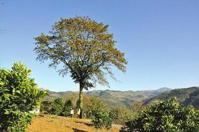 泸州现150岁植物大熊猫:两成年人才能合抱(图