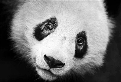 杭州动物园一熊猫黑眼圈变白疑因长螨虫导致