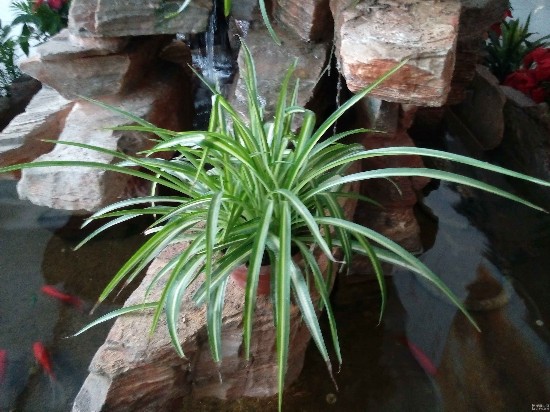 荣耀3c后置摄像头室内拍照样张