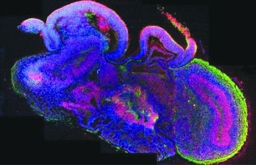 2013年全球十项重大科学新发现(图)
