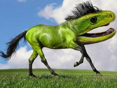 惊爆眼球 动物奇葩杂交又出新品种!(组图)