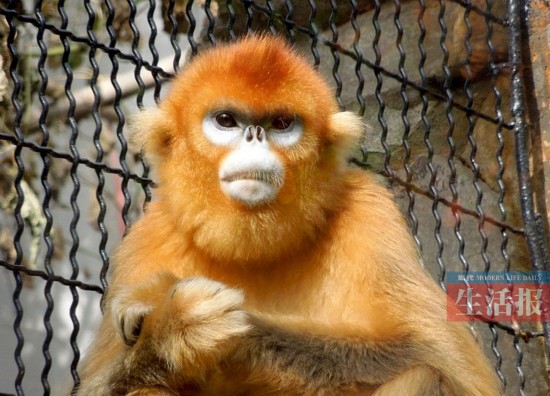 看土豪赏奇石农家乐 南宁元旦游玩去处大搜罗