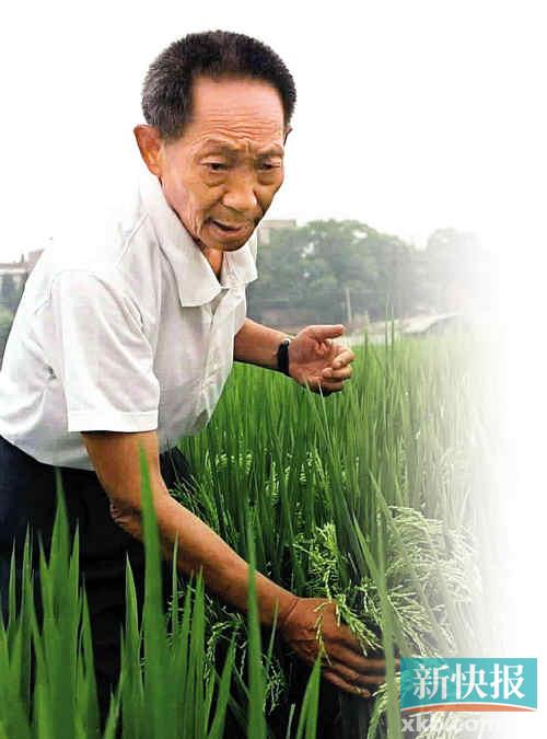 袁隆平:转基因是发展方向　正研究把玉米基因转入水稻