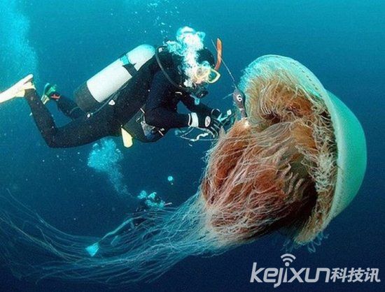 盘点全球巨型生物:以死鲸为食的大王具足虫