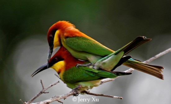 动物纠结性爱:疯狂交配\/同性幻想\/三角关系