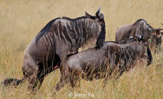 动物纠结性爱:疯狂交配\/同性幻想\/三角关系