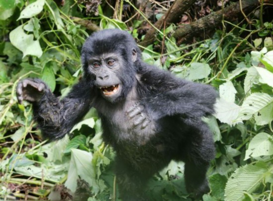 非洲小猩猩捶胸顿足加强锻炼以继父位