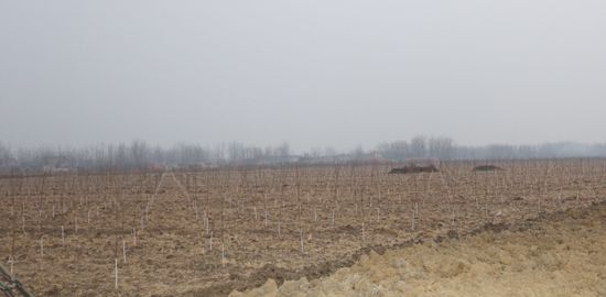 瑶沟乡榉树示范基地